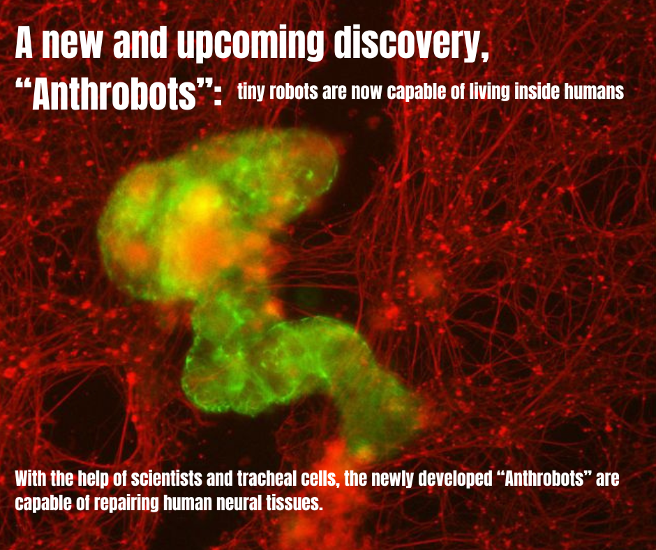 A new and upcoming discovery, “Anthrobots”: tiny robots are now capable of living inside humans