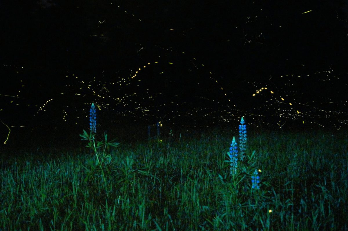 Blackout Nights: Fireflies going extinct