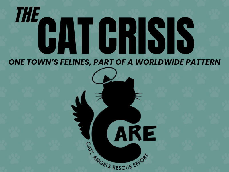 Designed by Meleya Aldrich via Canva for Education. Logo provided by Catz Angels CARE. 