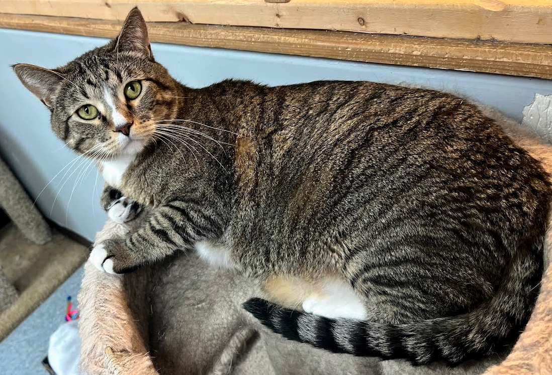 Asher, a kitty waiting for his forever home at Catz Angels CARE.