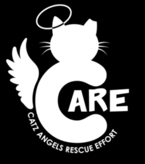 The Cat Crisis: One Town’s Felines, Part of a Worldwide Pattern