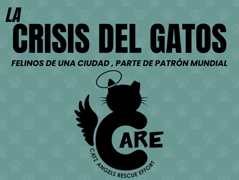 Designed by Meleya Aldrich via Canva for Education. Logo provided by Catz Angels CARE.