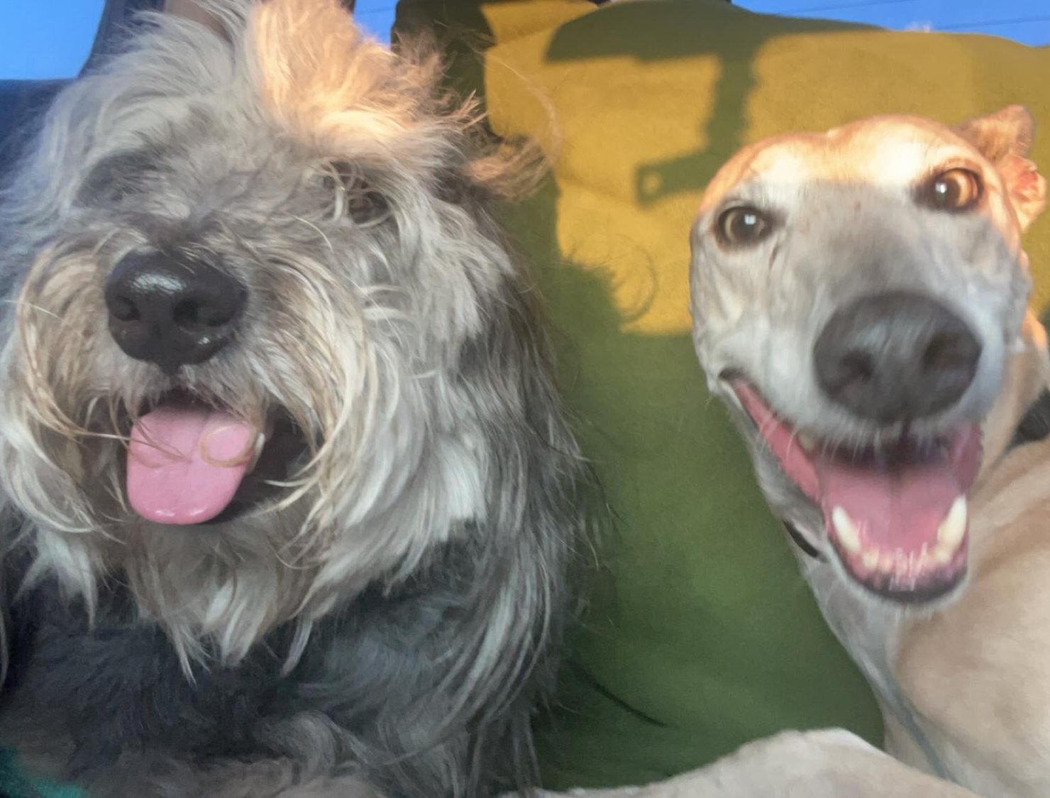 Baloo & Peaches